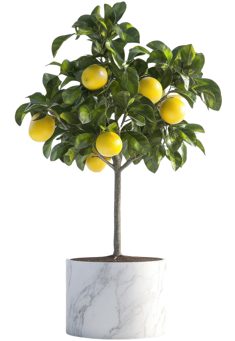 AGR.O.S. - Agrumi ornamentali di Sicilia - Alberello ornamentale di limone in vaso elegante AGR.O.S. - Agrumi ornamentali di Sicilia - Alberello ornamentale di limone in vaso elegante